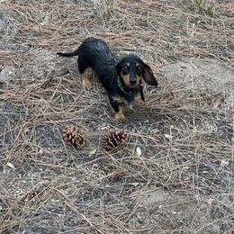 Raven - Dachshund
