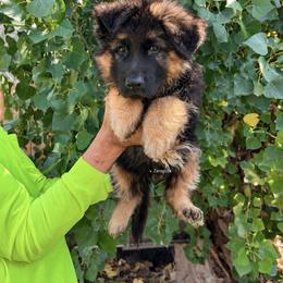 Charlie - Black and red male German Shepherd puppy in Stockton, California from Zaragoza German Shepherds