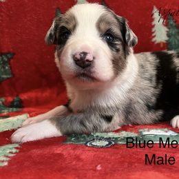 Blue Merle male 1 - Blue merle male Miniature Australian Shepherd puppy in Connelly Springs, North Carolina from Appalachian Aussies