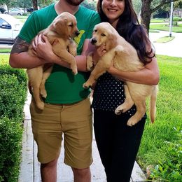 Golden Retriever Puppies from Sims Golden Retrievers