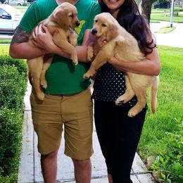 Golden Retriever Puppies from Sims Golden Retrievers