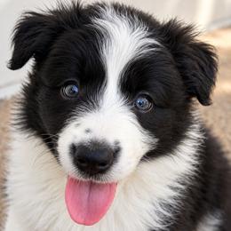 KC CHAMPION BLOODLINE- Darth Vader - Black and white male Border Collie puppy in Conroe, Texas from Aloha Border Collies- AKC Champion Bloodline