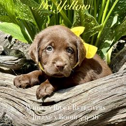 Mr Yellow - Chocolate male Labrador Retriever puppy in Portland, Tennessee from Whiskey Ridge Retrievers