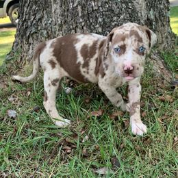 Purple collar girl - Red merle female Catahoula Leopard Dog puppy in Gadsden, Alabama from Rich Cat’s