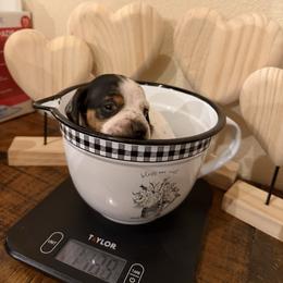 Moo Cow Bell - Piebald male Dachshund puppy in Madisonville, Texas from Little B’s Dachshund Farm