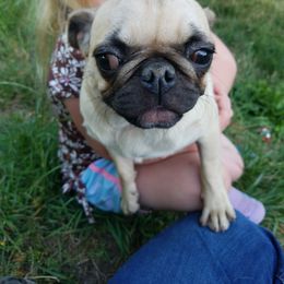 Sweet pea - Fawn female Pug puppy in Woodland, Washington from Moore's Little Pug's