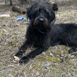 Daisy - Labradoodle