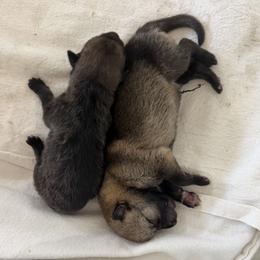 Pink Collar - Silver gray female Czechoslovakian Vlcak puppy in Florida from DireWolf Pack