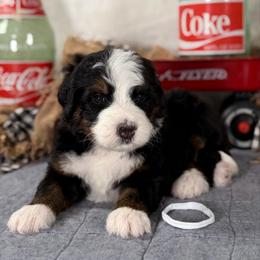 Johnny (white) boy - Tri-color male Bernedoodle puppy in Waukesha, Wisconsin from Bernedoodle Boutique (and Cavapoos)