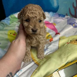 Rhea 1 - Apricot female Maltipoo puppy in Clover, South Carolina from Cudi’s Buddies