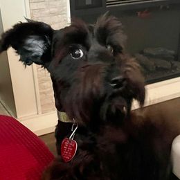 Harper Renae - Miniature Schnauzer