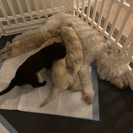 Goldendoodle Puppies from Tina Armstrong's Doodles