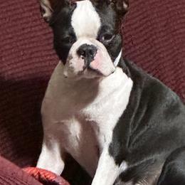 Jules - Boston Terrier