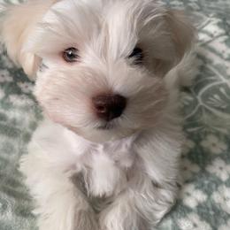 Rusty - White male Miniature Schnauzer puppy in Sacramento, California from Hardcastle Family Schnauzer’s