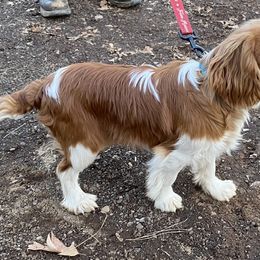 Lenor - Cavalier King Charles Spaniel