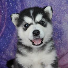 Luna - Pink - Black and white female Alaskan Malamute puppy in Independence, Virginia from New River Valley Malamutes