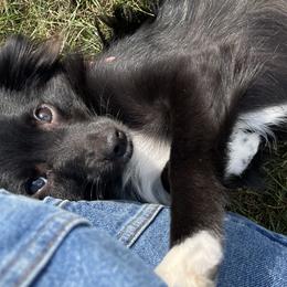 Aussiedoodles and Toy Australian Shepherds from Ivy Meadows and Friends