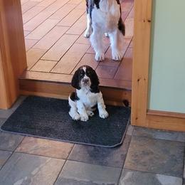 English Springer Spaniel Puppies from Sara's English Springer Spaniels