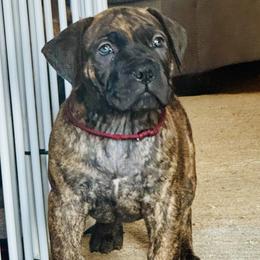Maroon collar female - Brindle female Boerboel puppy in Bon Aqua, Tennessee from Erickson Ranch Boerboels