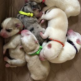 Pomsky Puppies from Ocean State Pomskies