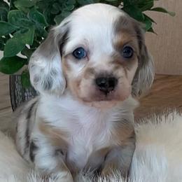 Jake claver - Dapple male Dachshund puppy in Menifee, California from Dachshunds in SoCal