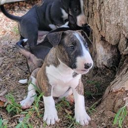 Boy 1 - Miniature Bull Terrier puppy from Penderosa Miniature Bull Terriers