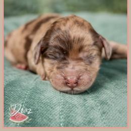 Bear - Merle male Cockapoo puppy in Connersville, Indiana from Deaz Doodle Ranch