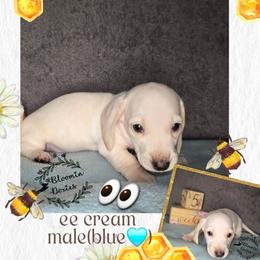 Blue - Cream male Dachshund puppy in Valrico, Florida from Bloomin Doxies