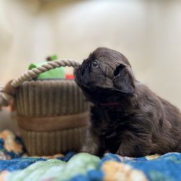 AKC Juniper - Chocolate female Shih Tzu puppy in Statesboro, Georgia from Magnolia Small Breeds