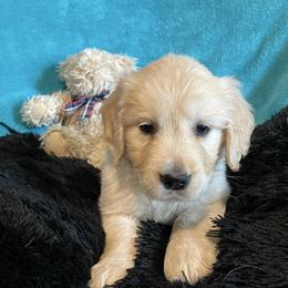 Pearlie - Light golden female Golden Retriever puppy in Ennis, Texas from Amberidge Golden Retrievers