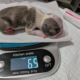 Emma - Black and white Boston Terrier puppy in Lowell, Arkansas from Bogan's Boston's