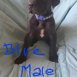 Blue Collar Male - Black male Great Dane puppy in Newport, Washington from Lakefront Danes