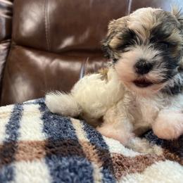 Robin - Chocolate sable female Havanese puppy in Starr, South Carolina from Home with Havanese