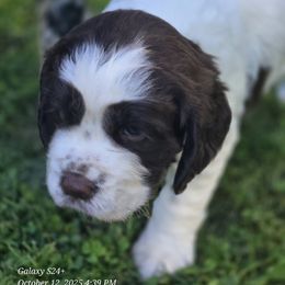 Sally - Liver and white female English Springer Spaniel puppy in Saginaw, Michigan from Kemerer Springers