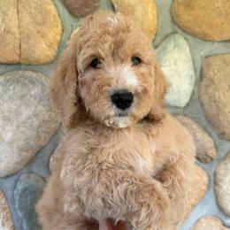 Green - Boy - Red  male Goldendoodle puppy in Kent City, Michigan from Hannah Mae Doodles