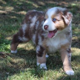 Sydney  red merle female with blue eyes - Red merle female Australian Shepherd puppy in Cookeville, Tennessee from Spring Creek Aussies