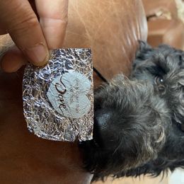 Billie - Goldendoodle