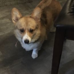 Phoebee  - Pembroke Welsh Corgi