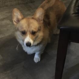 Phoebee  - Pembroke Welsh Corgi