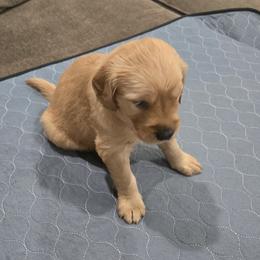 Black Collar - Golden female Golden Retriever puppy in El Dorado Hills, California from Asperheim Golden Retriever Puppies