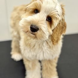 Australian Labradoodle Puppies from Grand Peaks Labradoodles