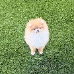 Lily Mae - Chocolate sable female Pomeranian puppy in Las Vegas, Nevada from Velvet-Paws Pomeranians