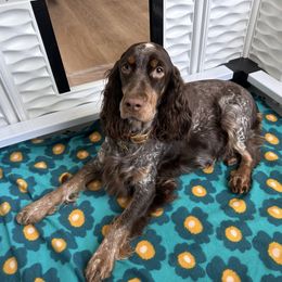 Cricket - English Springer Spaniel