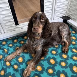 Cricket - English Springer Spaniel