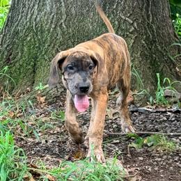 Cantaloupe - Merle female Great Dane puppy in Jerusalem, Arkansas from Mara Danes