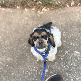 Cocker Spaniel Puppies from Huntcrest Cockers