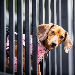Dachshund puppies from Sagebrush Doxies