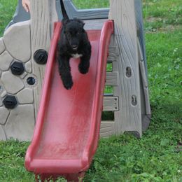 Afghan Hound Puppies from Ahava Afghan Hounds