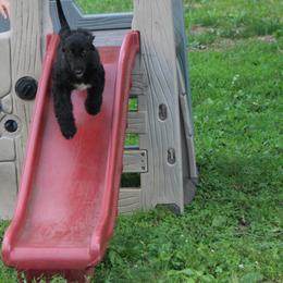 Afghan Hound Puppies from Ahava Afghan Hounds