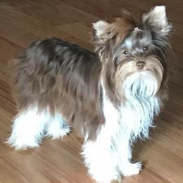 Yorkshire Terriers from Dare to Dream Yorkies